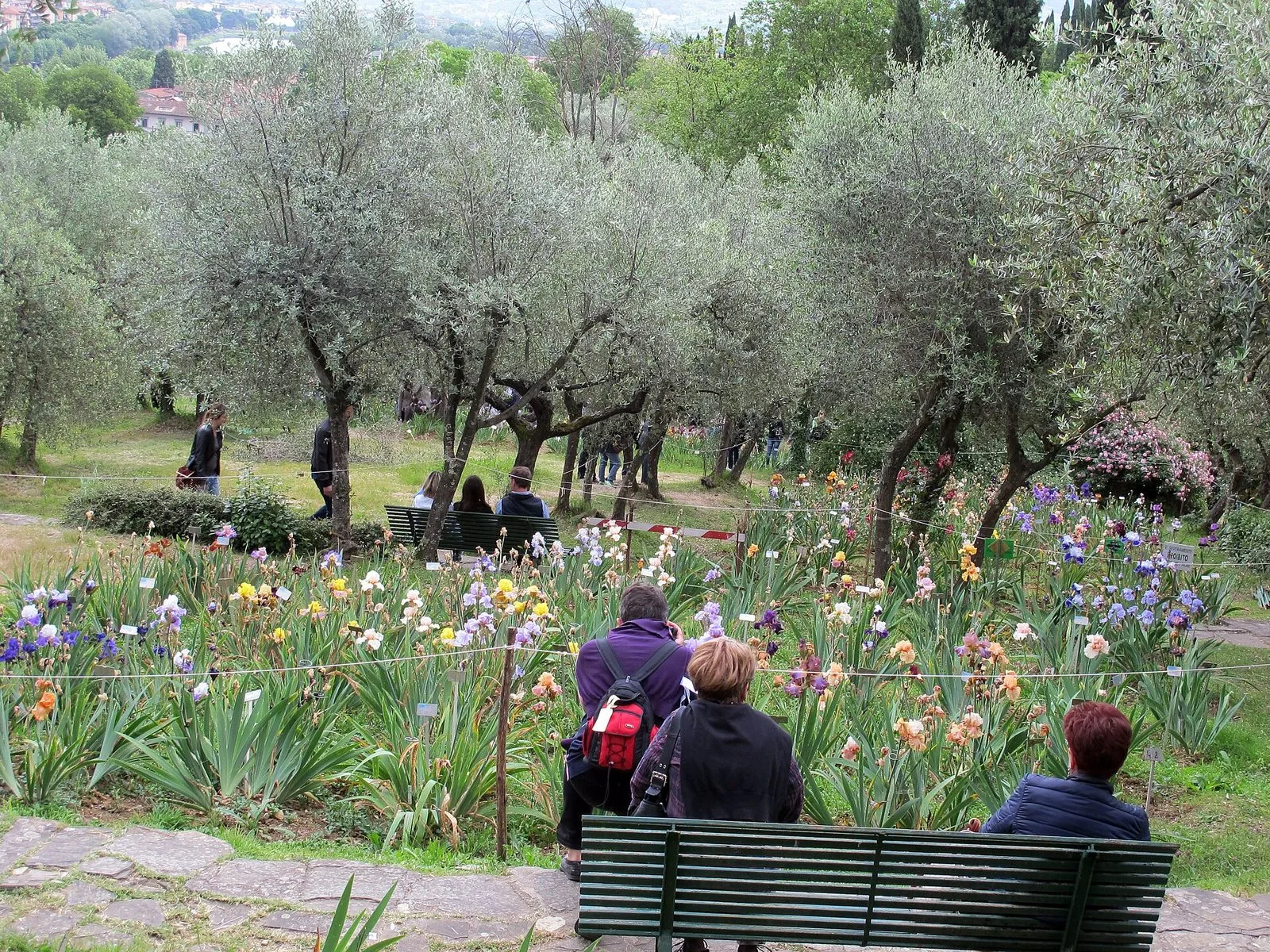 Il Giardino dell'Iris a Firenze in fioritura: aiuole di iris viola, bianchi, gialli e rosa tra gli ulivi, con alcuni visitatori di spalle seduti su una panchina verde